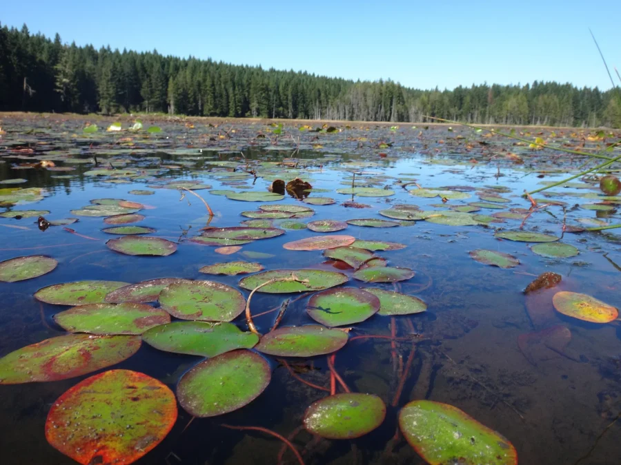 Square Lake (Washington)