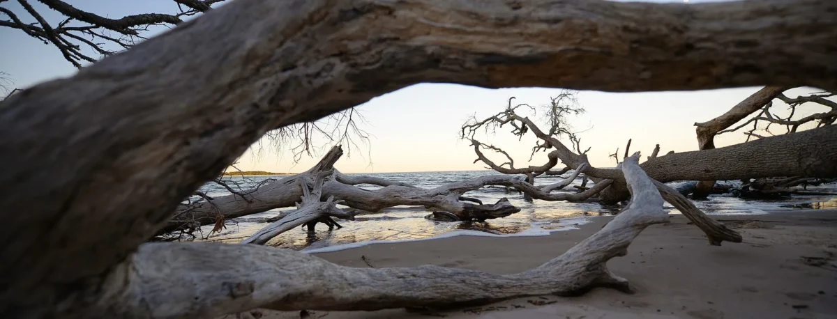 Driftwood on the beach at Big Talbot Island State Park, part of the Talbot Islands State Parks, Florida