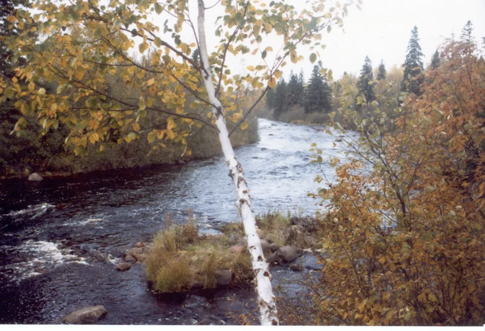 Temperance River flowing past birches and spruces in autumn color, Temperance River State Park, Minnesota