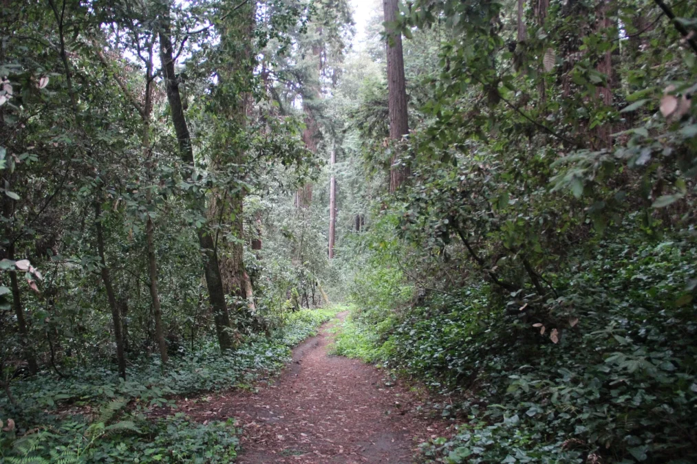 The Forest of Nisene Marks State Park 240 The Forest of Nisene Marks State Park (California)