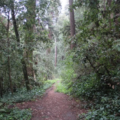 The Forest of Nisene Marks State Park