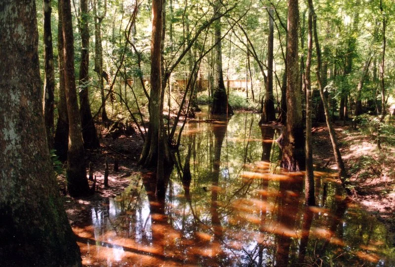 Tickfaw State Park 23 Tickfaw State Park (Louisiana)