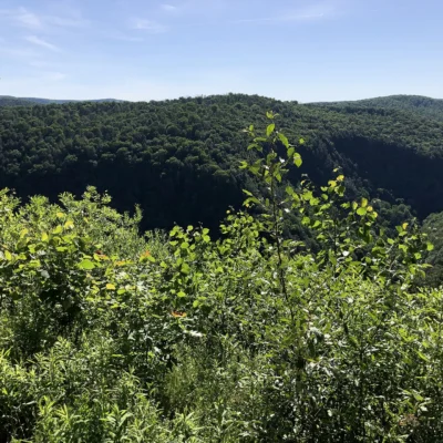 Tioga State Forest