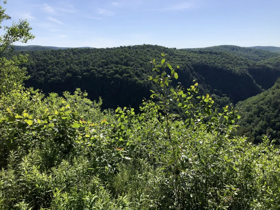 Tioga State Forest (Pennsylvania)