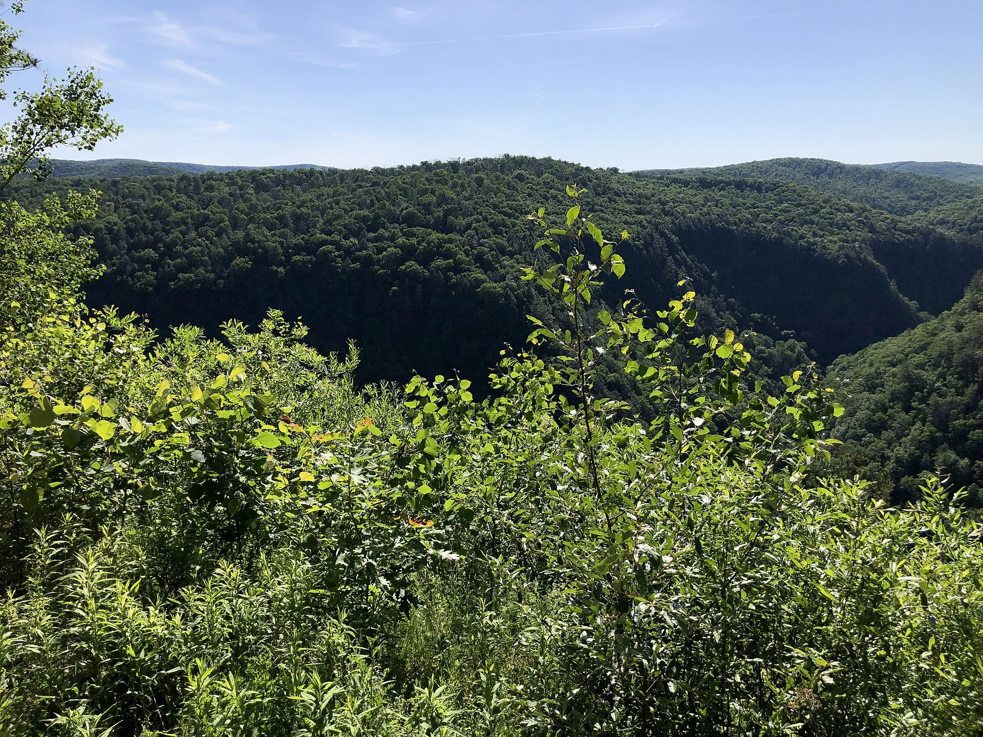 Tioga State Forest
