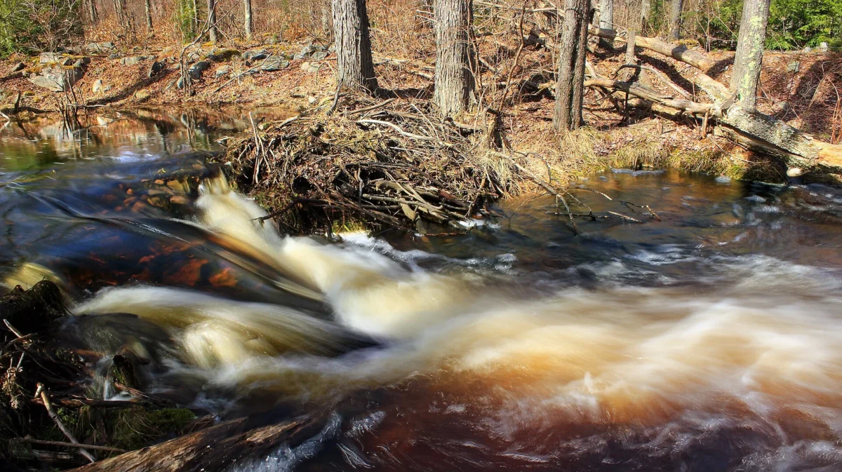 Tobyhanna State Park (Pennsylvania)