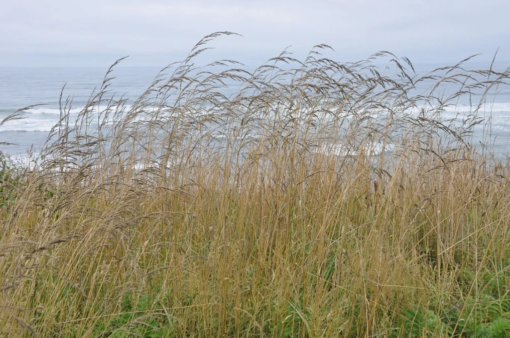 Tokatee Klootchman State Natural Site (Oregon)