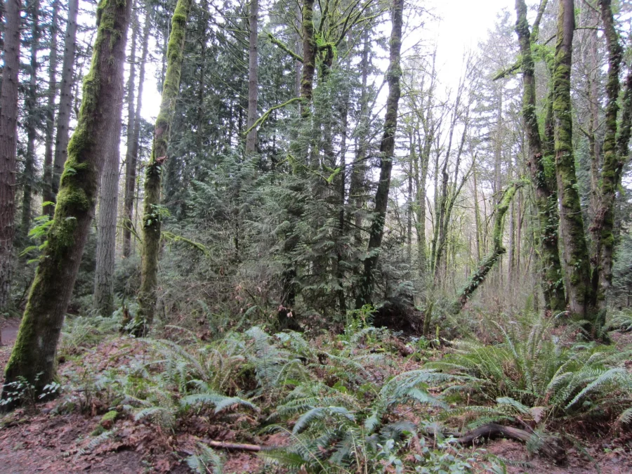 Tryon Creek State Park (Oregon)