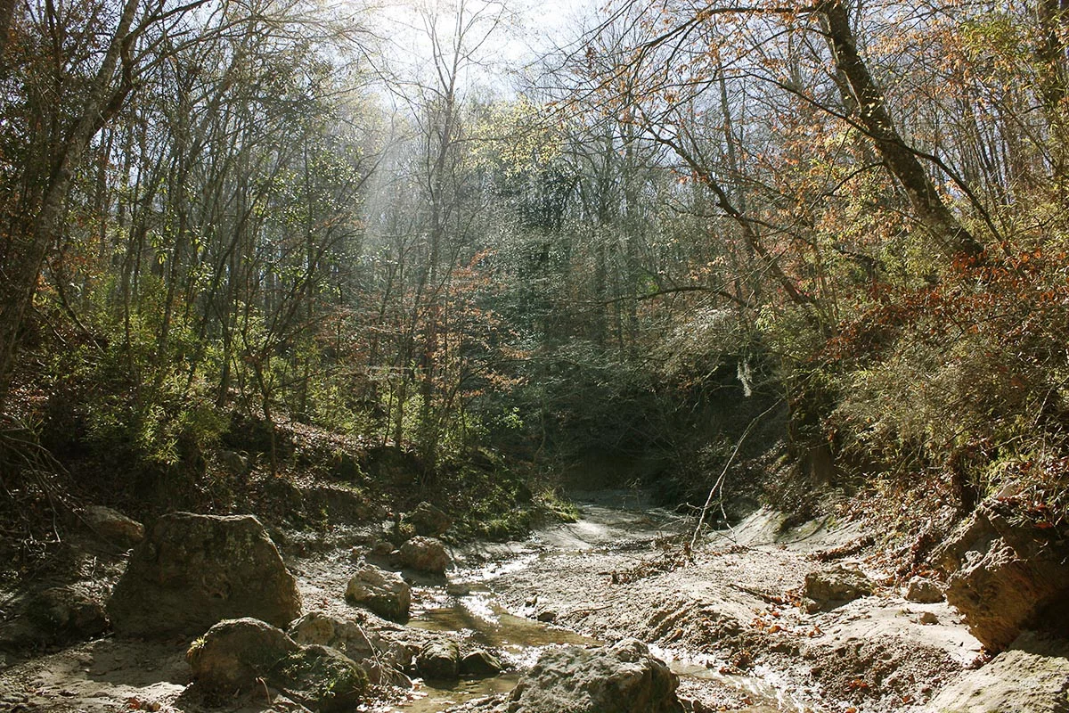 Tunica Hills Wildlife Management Area