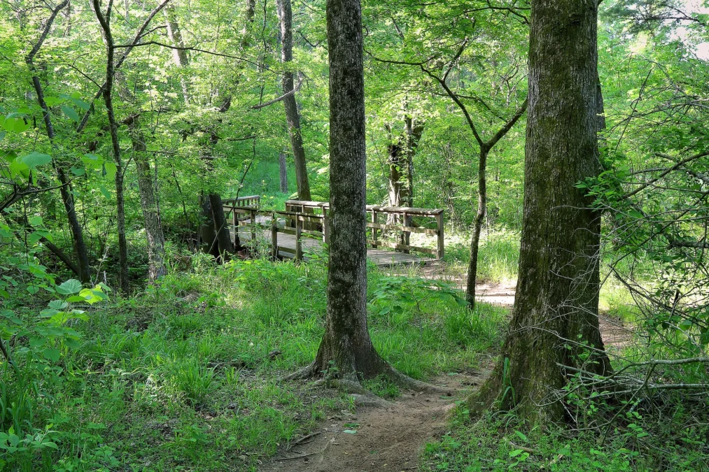 Tyler State Park 96 Dirt trail through leafy hardwood forest leading to a wooden footbridge, Tyler State Park, Texas