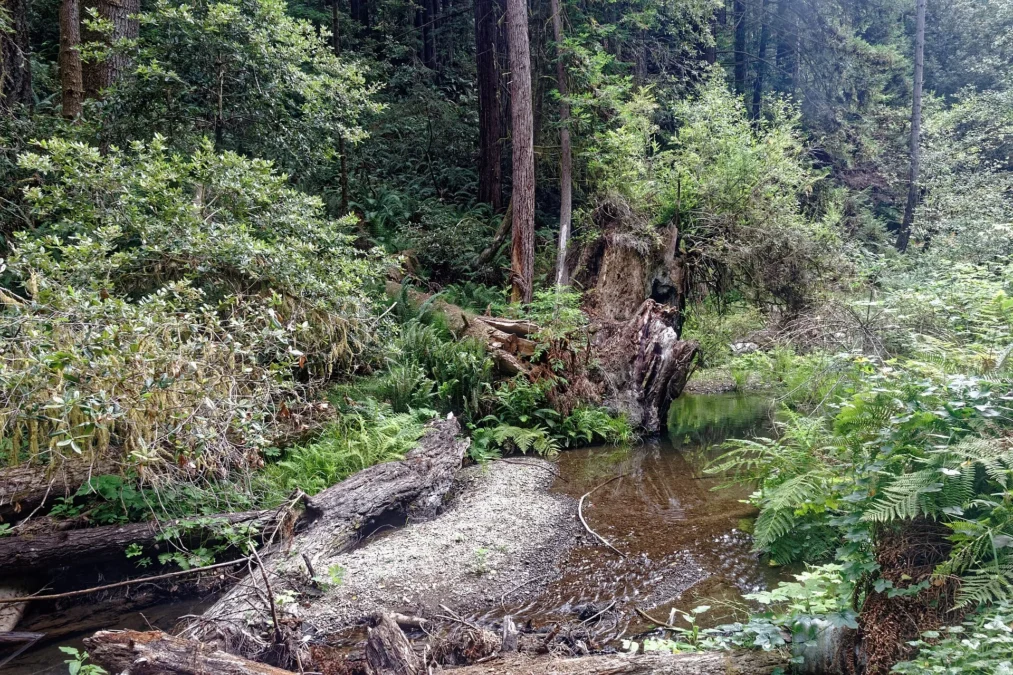 Van Damme State Park (California)