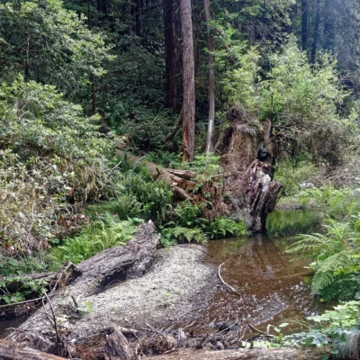 Van Damme State Park