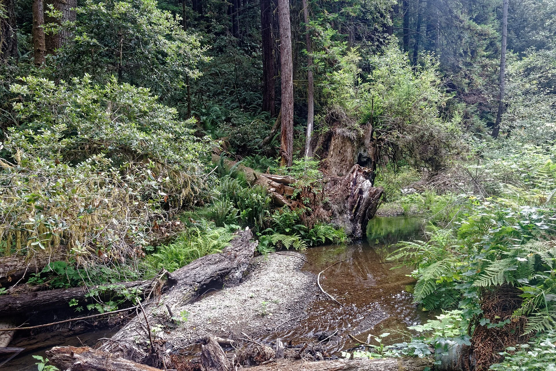 Van Damme State Park