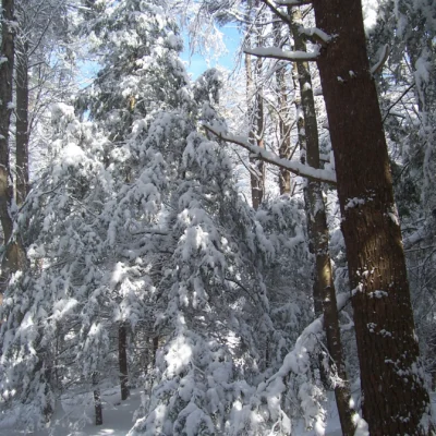 Vaughn Woods State Park