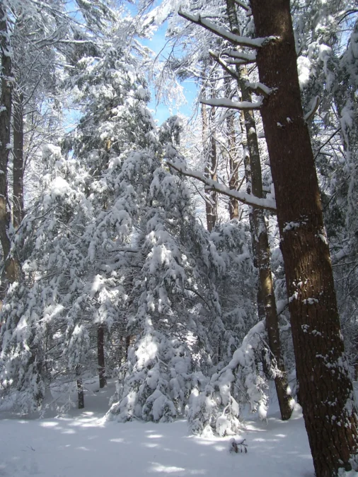 Vaughn Woods State Park (Maine)