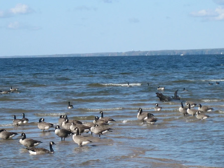 Verona Beach State Park 140 Canada geese in the shallows of Oneida Lake at Verona Beach State Park, New York