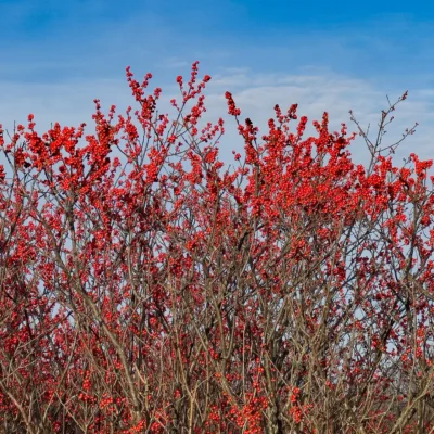 Volo Bog State Natural Area