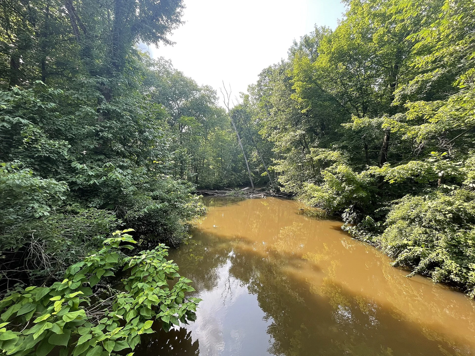 Warren Woods State Park