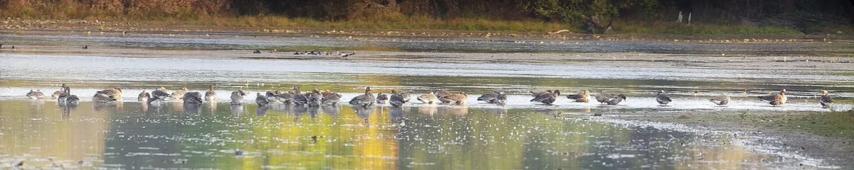 Watkins Lake State Park and County Preserve (Michigan)