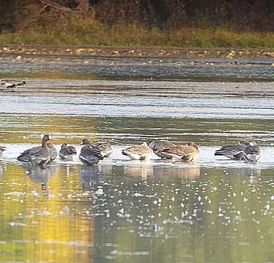 Watkins Lake State Park and County Preserve