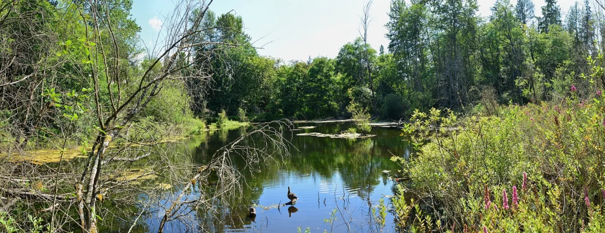 West Hylebos Wetlands Park (Washington)