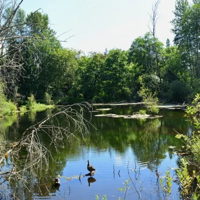 West Hylebos Wetlands Park