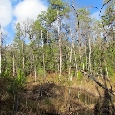 Weymouth Woods-Sandhills Nature Preserve