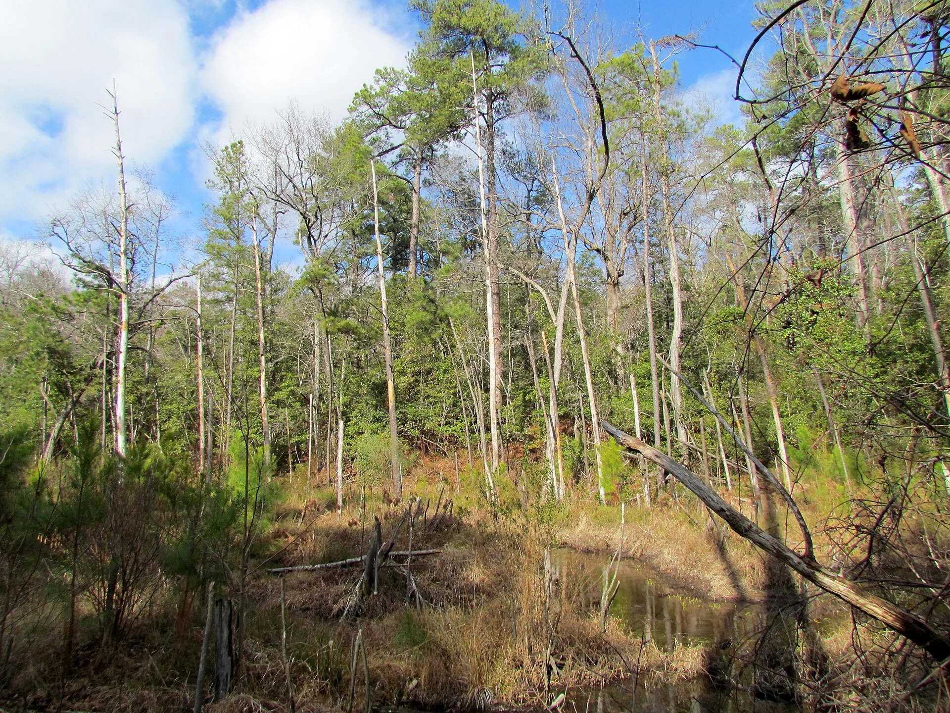 Weymouth Woods-Sandhills Nature Preserve