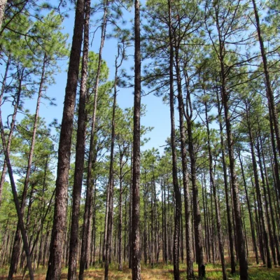 Weymouth Woods-Sandhills NP