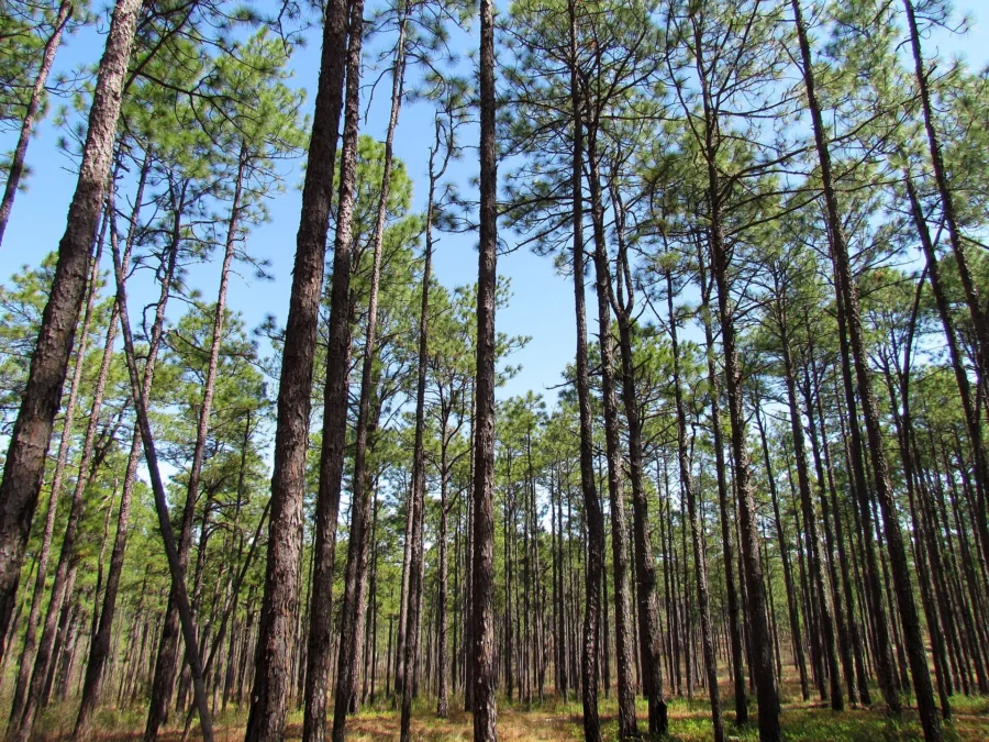 Weymouth Woods-Sandhills NP (North Carolina)