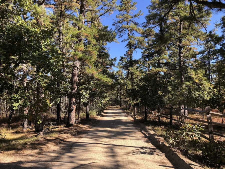 Wharton State Forest (New Jersey)