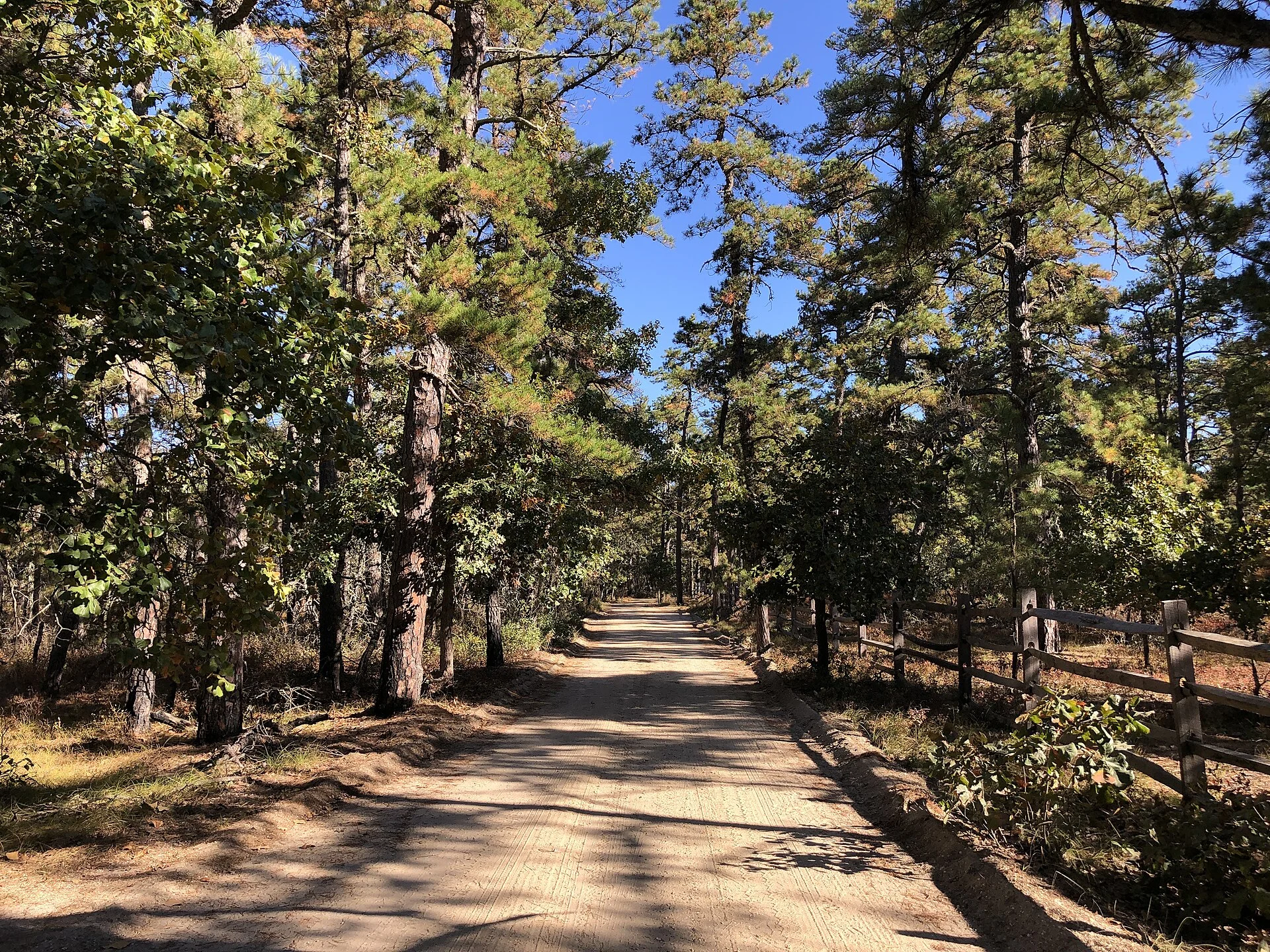 Wharton State Forest