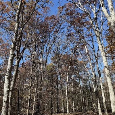White Oaks