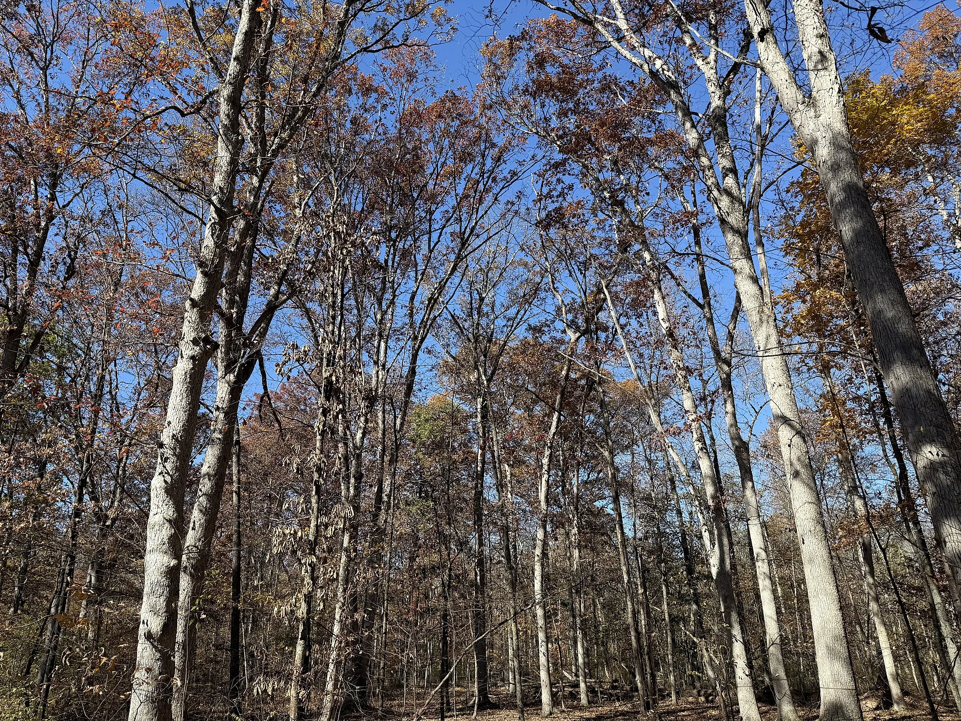 White Oaks