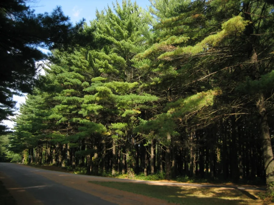 White Pines Forest State Park 88 Stand of native white pines in White Pines Forest State Park, Illinois