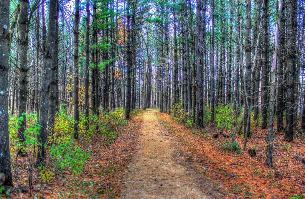 Trail through a pine plantation in autumn at Wildcat Mountain State Park, Wisconsin