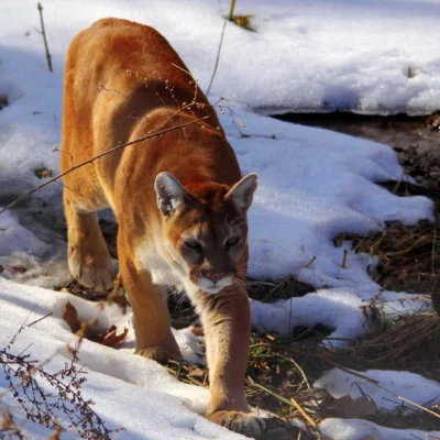 Wildlife Prairie Park