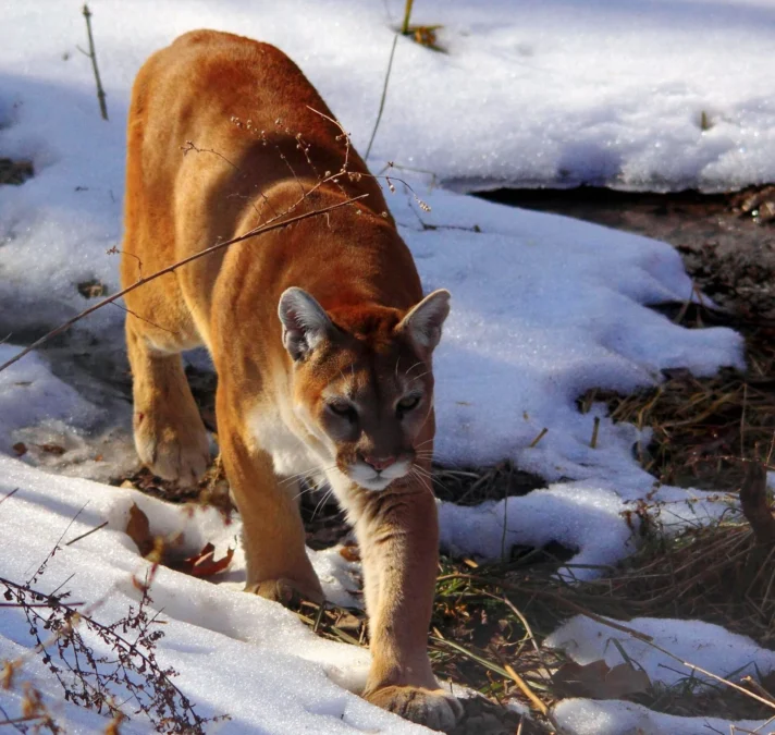 Wildlife Prairie Park (Illinois)