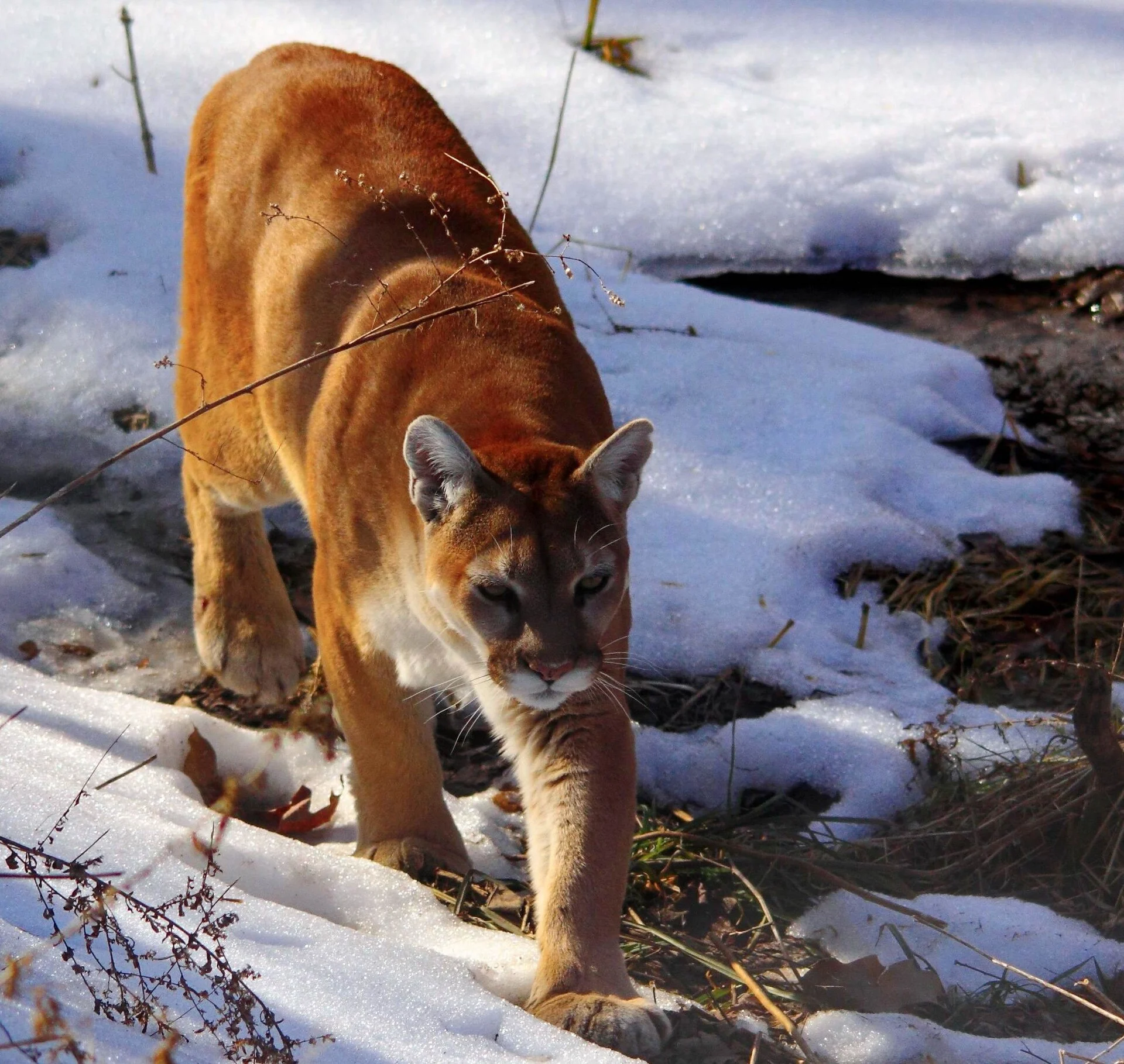 Wildlife Prairie Park