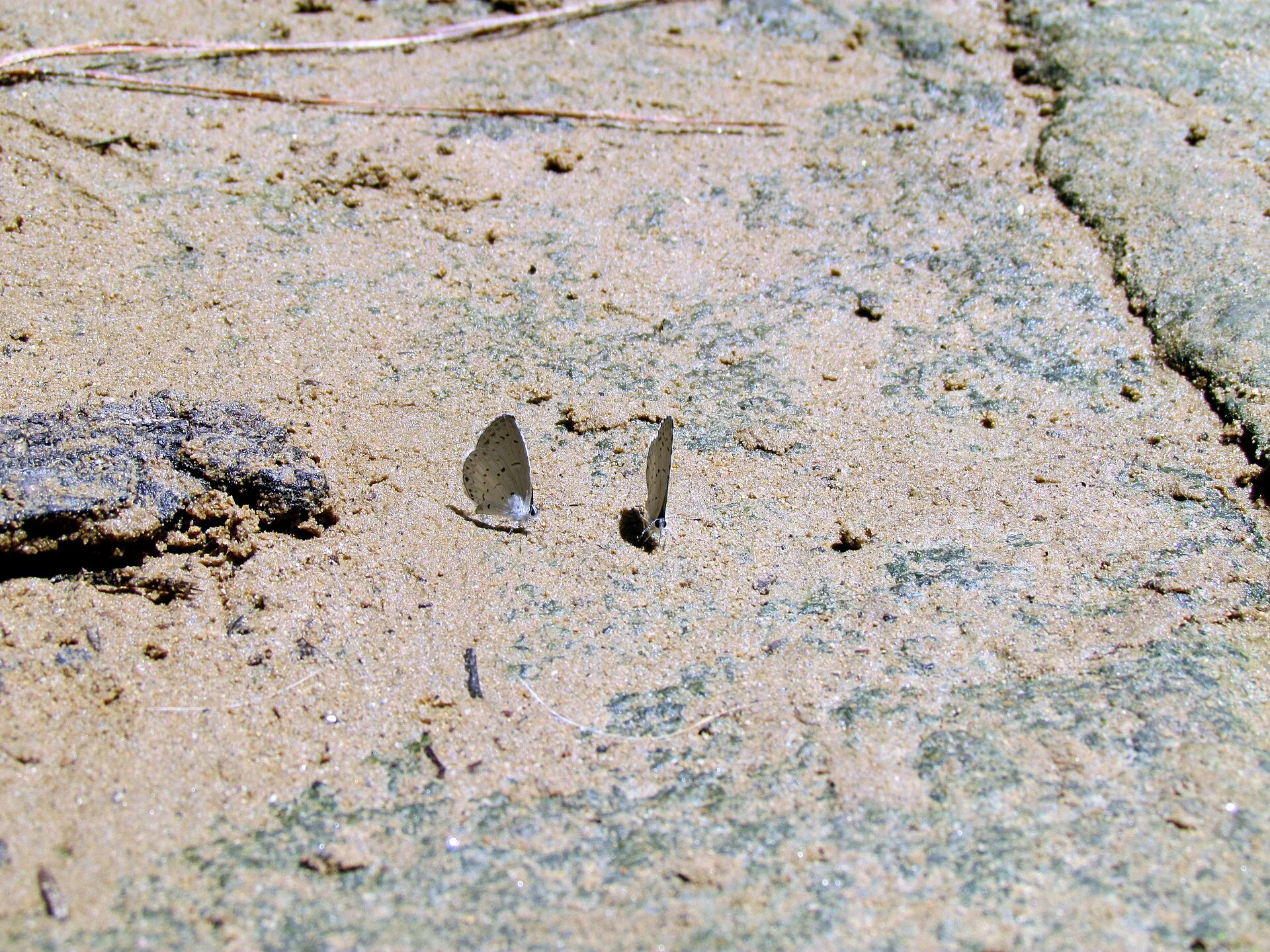 William B. Umstead State Park