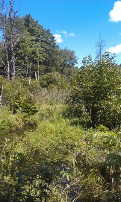 Willowdale State Forest (Massachusetts)