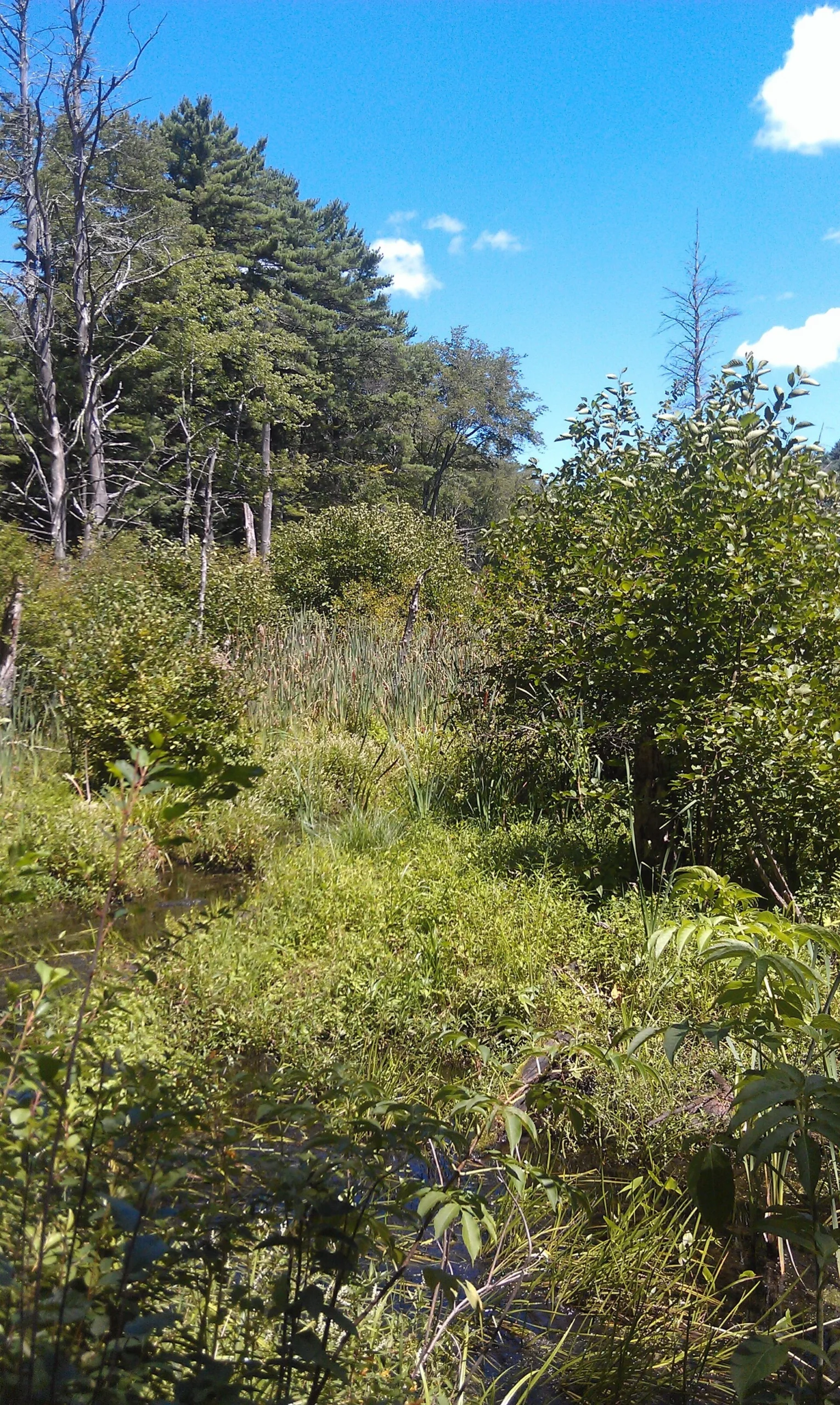 Willowdale State Forest