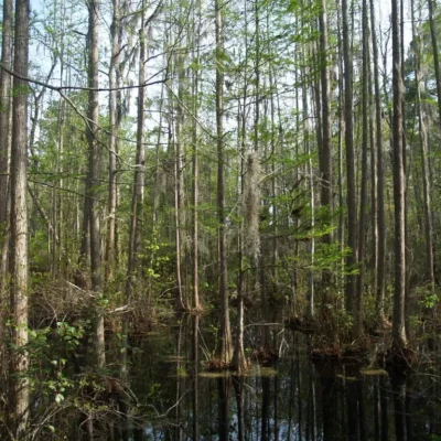 Woods Bay State Park