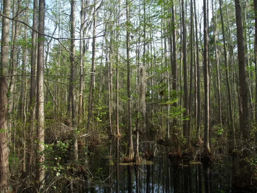 Woods Bay State Park (South-Carolina)