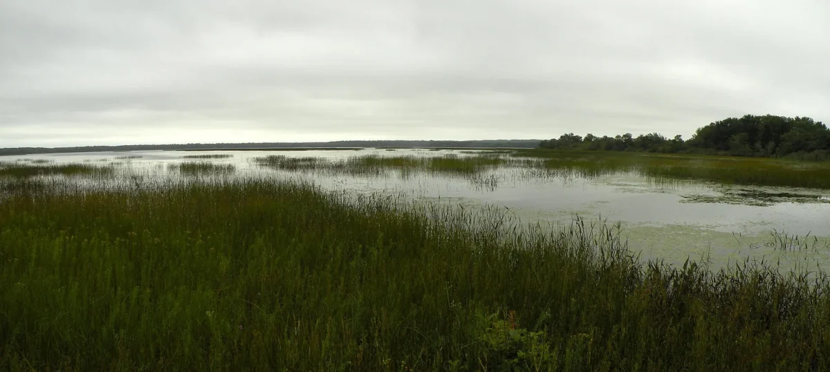 Marsh grasses along the shore of Worden Pond in South Kingstown, Rhode Island