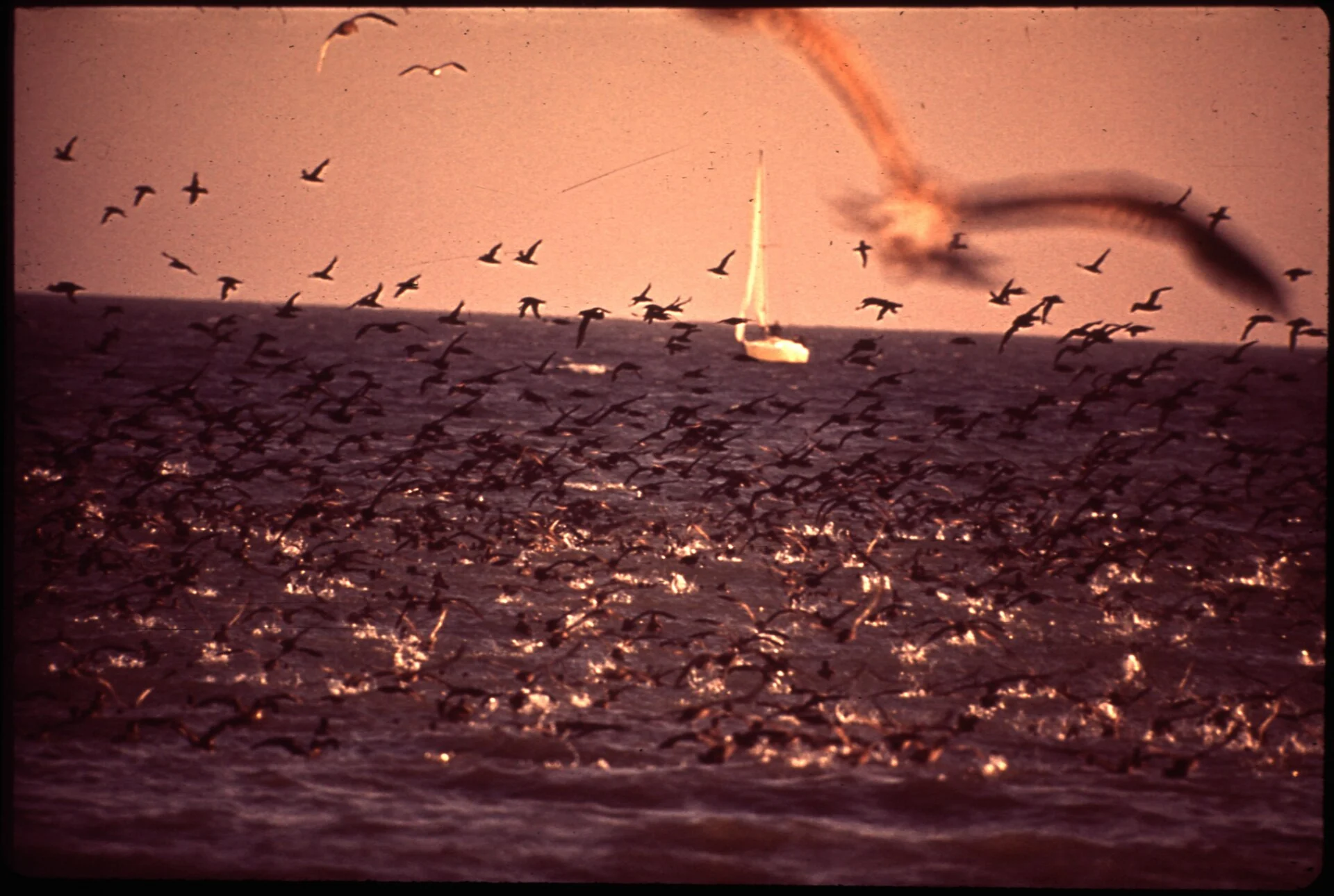 Zmudowski State Beach